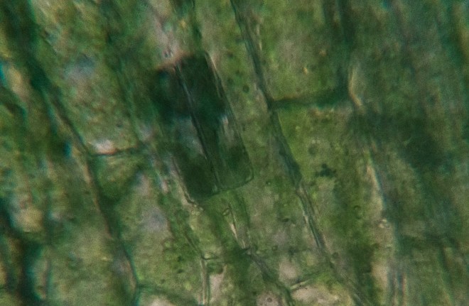 Waterweeds with algae