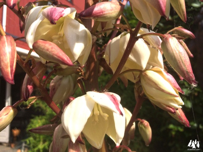 The Yucca from earlier, now in bloom.