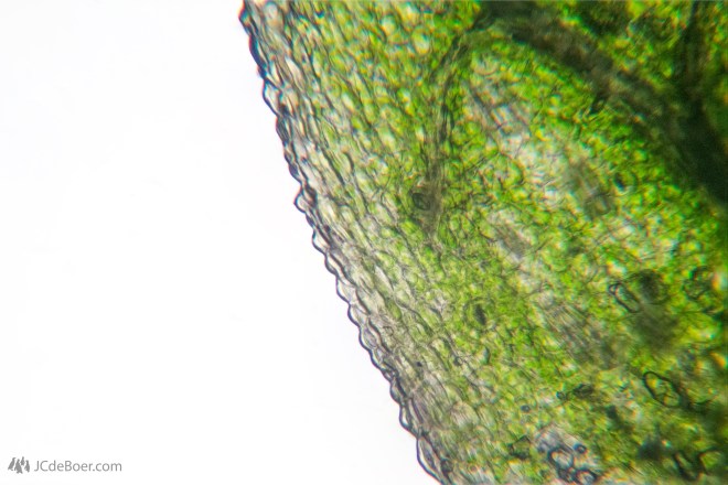 Leaf of a Brassia orchid. This is a stack of photos taken with different regions in focus.