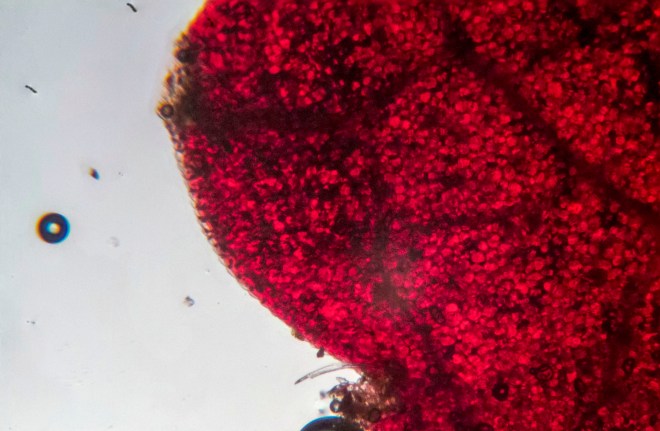 Red leaf of a begonia through the microscope